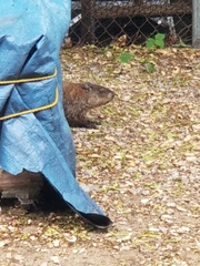 Marmota monax