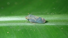 Xedreota tuberculata
