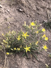 Mentzelia laevicaulis