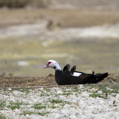 Cairina moschata domestica