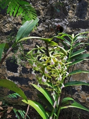 Epidendrum cristatum