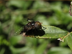 Copestylum spinigerum