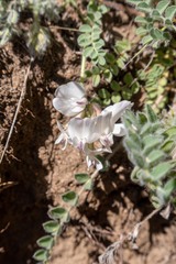 Astragalus parryi