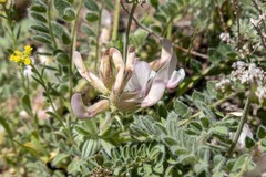 Astragalus parryi
