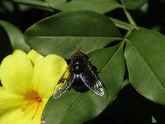 Copestylum spinigerum