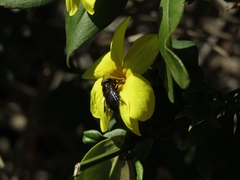 Copestylum spinigerum