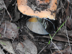 Lactifluus clarkeae