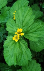 Geum macrophyllum