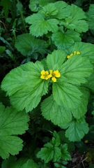 Geum macrophyllum