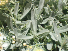 Hormathophylla spinosa