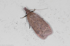 Dichomeris ventrellus