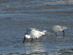 Platalea leucorodia