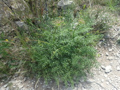 Laserpitium gallicum