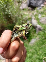 Lithobates spectabilis