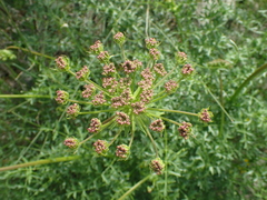 Laserpitium gallicum