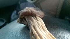 Helvella maculata