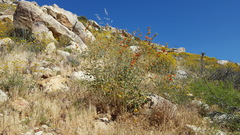 Sphaeralcea ambigua rugosa