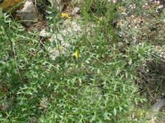 Laserpitium gallicum