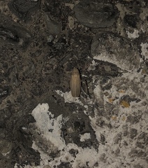 Cicadellidae