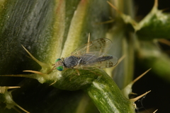 Acanthiophilus helianthi