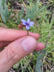 Sisyrinchium chilense