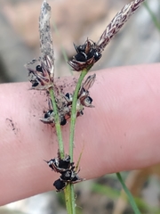 Anthracoidea caricis