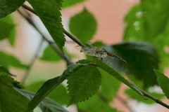 Pachydiplax longipennis