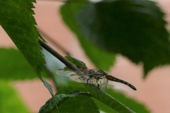 Pachydiplax longipennis