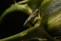 Acanthiophilus helianthi