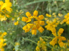 Coronilla minima lotoides