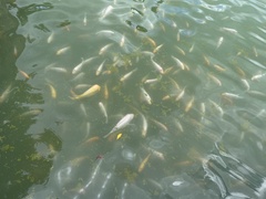 Amphilophus labiatus