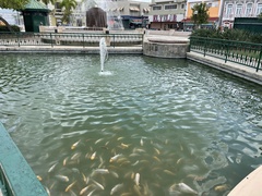 Amphilophus labiatus