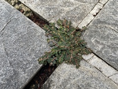 Euphorbia thymifolia