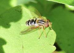 Anasimyia anausis