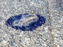 Velella velella