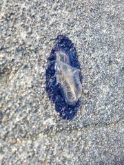 Velella velella
