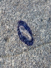 Velella velella