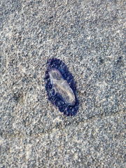 Velella velella