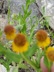 Helenium microcephalum