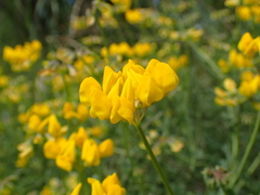 Coronilla minima lotoides