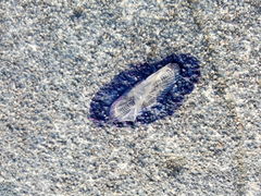Velella velella