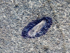 Velella velella