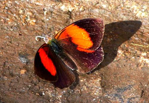 Haematera pyrame