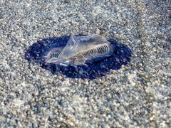 Velella velella