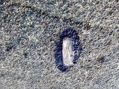 Velella velella