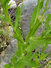 Helenium microcephalum