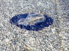 Velella velella