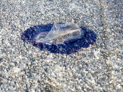 Velella velella