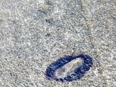 Velella velella