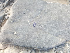 Velella velella